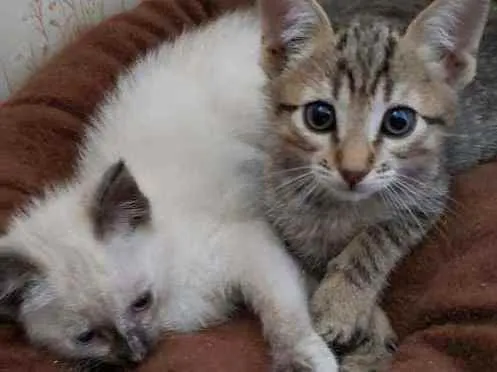 Gato ra a Srd idade 2 a 6 meses nome Bebes para adocao