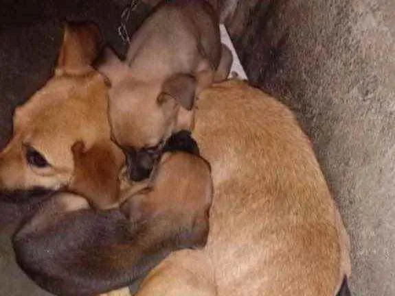 Cachorro ra a Srd idade Abaixo de 2 meses nome Sem nome