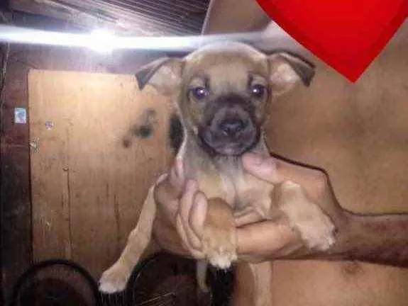 Cachorro ra a Srd idade Abaixo de 2 meses nome Sem nome