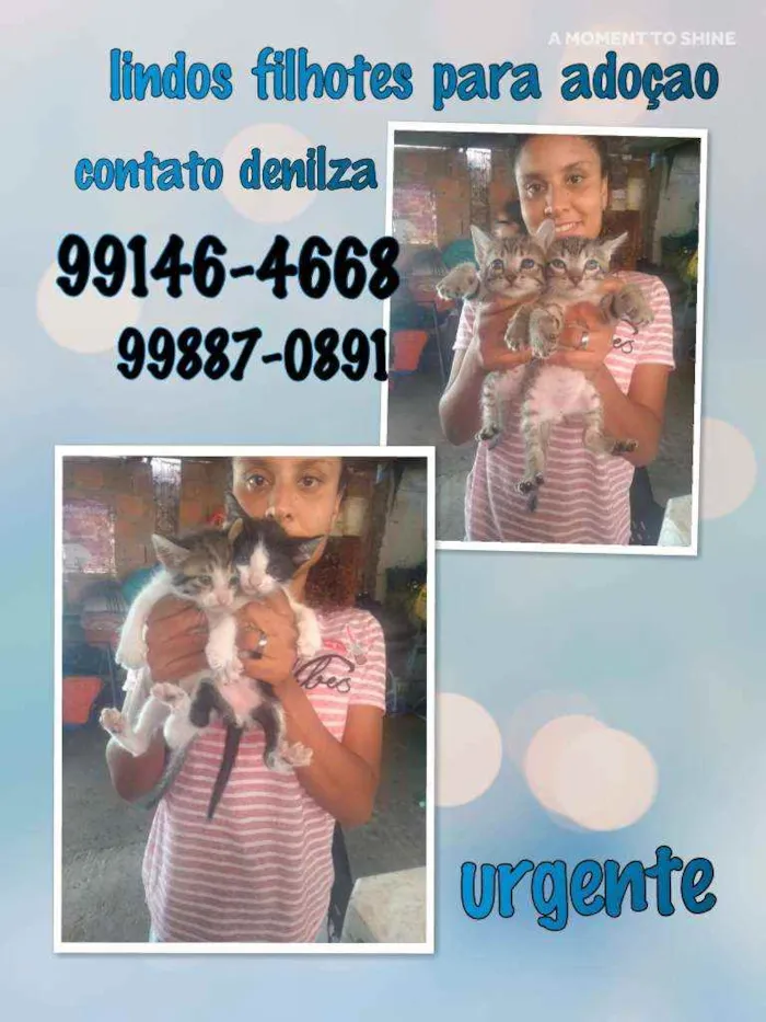 Gato raça Srd idade Abaixo de 2 meses nome Sem nomes