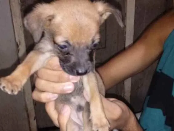 Cachorro ra a Srd idade Abaixo de 2 meses nome Sem nome