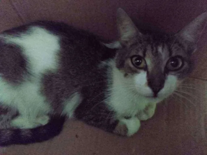 Gato raça Srd idade 2 a 6 meses nome Bia