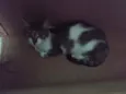 Bia