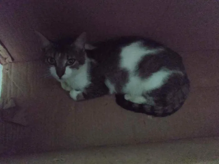 Gato raça Srd idade 2 a 6 meses nome Bia