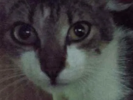 Gato raça Srd idade 2 a 6 meses nome Bia