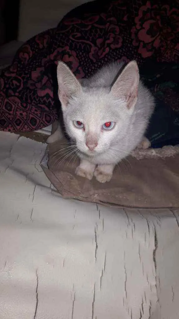Gato raça Srd idade  nome Betinho