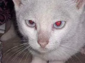 Gato raça Srd idade  nome Betinho