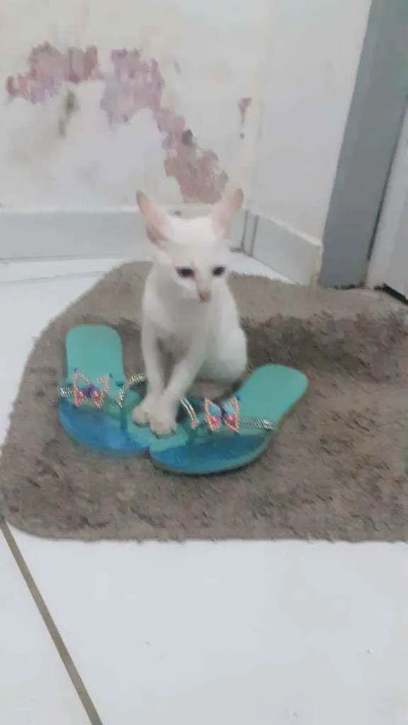 Gato raça Srd idade  nome Betinho