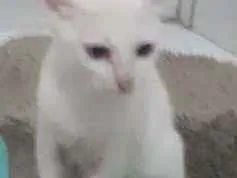 Gato raça Srd idade  nome Betinho