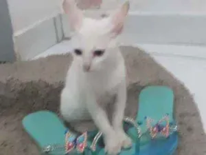 Gato raça Srd idade  nome Betinho