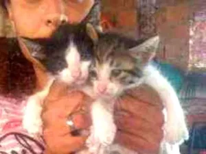 Gato raça Srd idade Abaixo de 2 meses nome Sem nomes