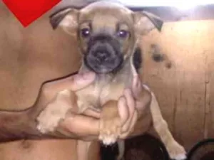 Cachorro raça Srd idade Abaixo de 2 meses nome Sem nome