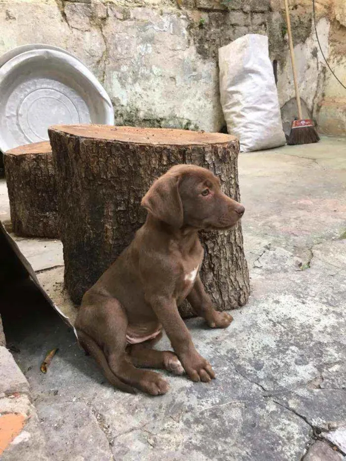 Cachorro ra a Srd idade 2 a 6 meses nome Sem nome