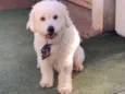 Nicholas