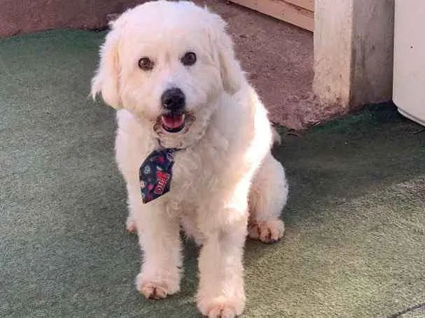 Cachorro ra a Poodle idade  nome Nicholas