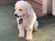 Nicholas