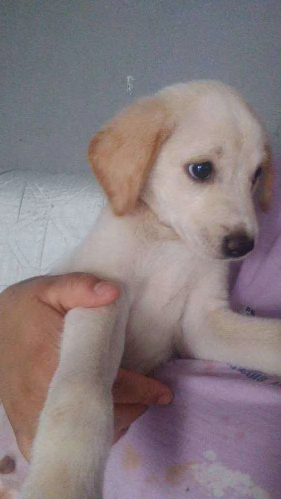 Cachorro ra a  idade 2 a 6 meses nome Billy