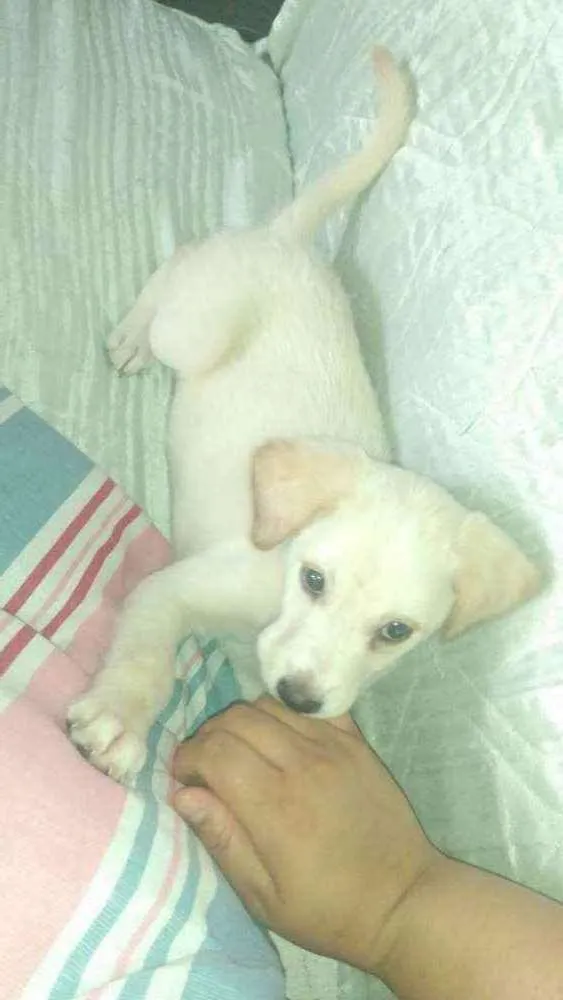 Cachorro ra a  idade 2 a 6 meses nome Billy