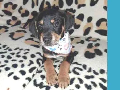 Cachorro ra a  idade 2 a 6 meses nome Não sei 
