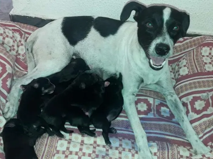 Cachorro ra a Srd idade Abaixo de 2 meses nome Bela,hulk,todi,preta