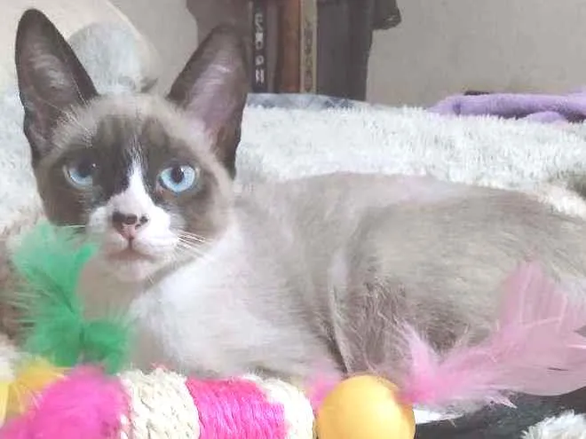 Gato ra a Ciames mestiça idade 7 a 11 meses nome Amora
