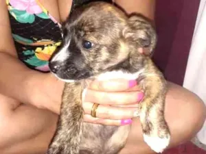 Cachorro raça Indefinida  idade Abaixo de 2 meses nome  Não tem nome 