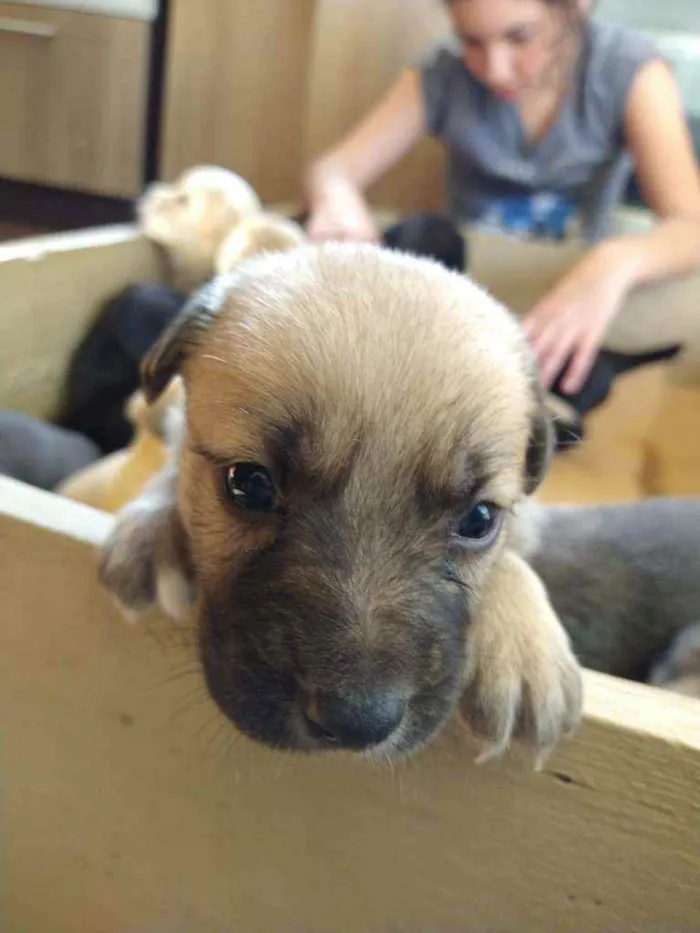 Cachorro ra a Sem raça definida idade Abaixo de 2 meses nome REX