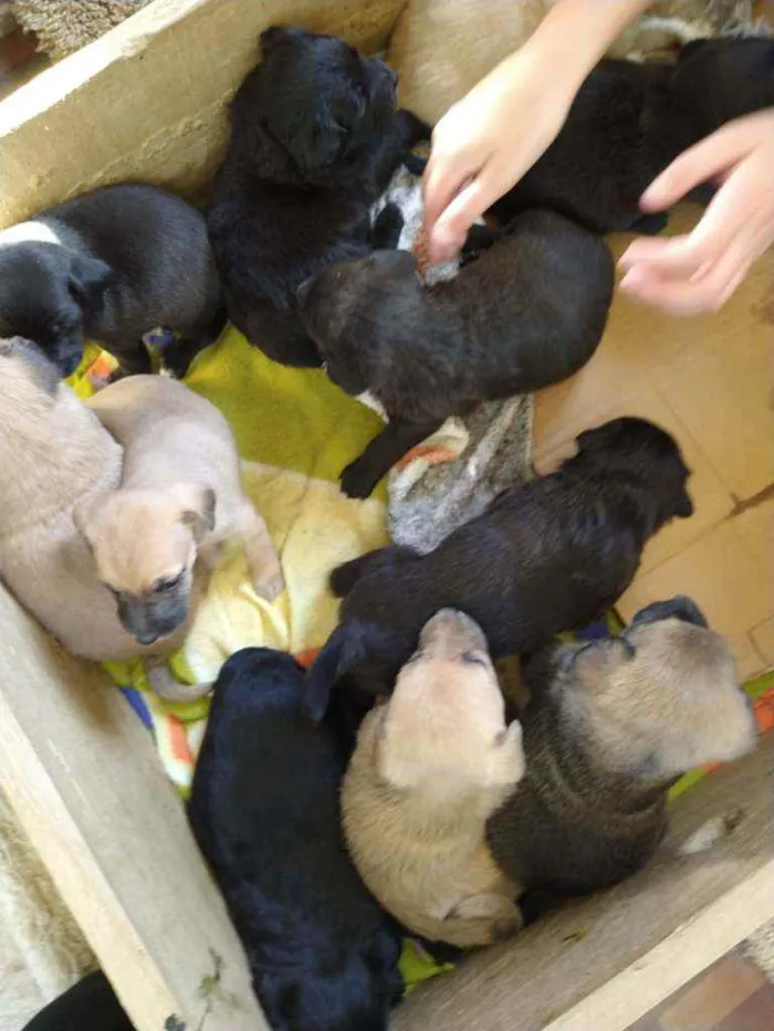 Cachorro ra a Sem idade Abaixo de 2 meses nome Varios