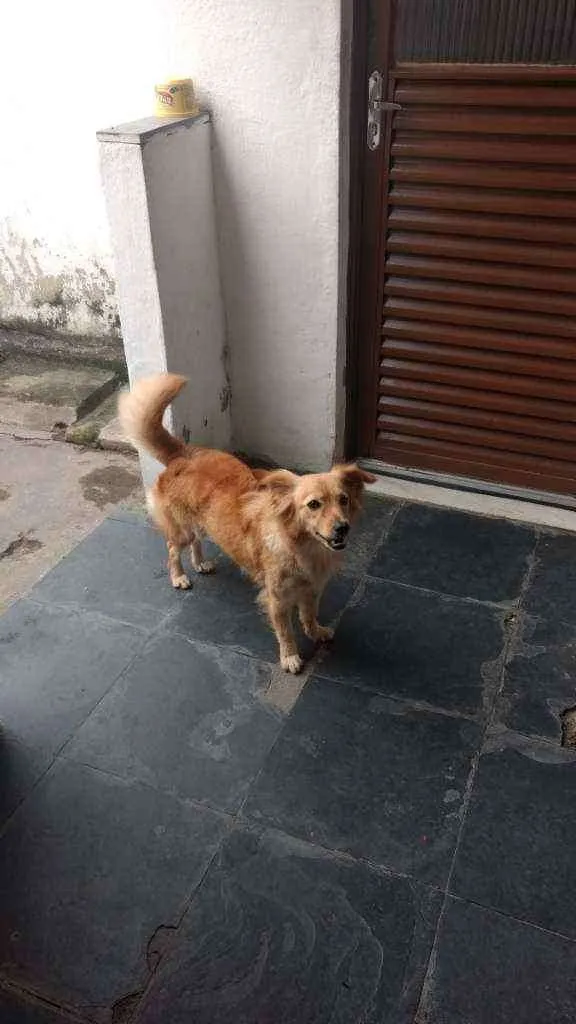 Cachorro raça Vira-lata idade 3 anos nome Lassie
