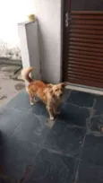Lassie