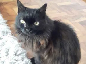 Gato raça Srd  idade 1 ano nome Maia linda gatinha 
