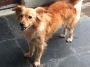 Cachorro raça Vira-lata idade 3 anos nome Lassie
