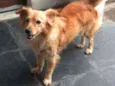 Lassie