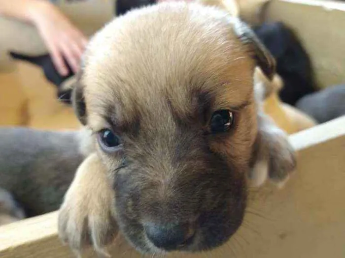 Cachorro ra a Sem raça definida idade Abaixo de 2 meses nome REX