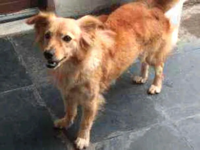 Cachorro raça Vira-lata idade 3 anos nome Lassie