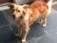 Lassie