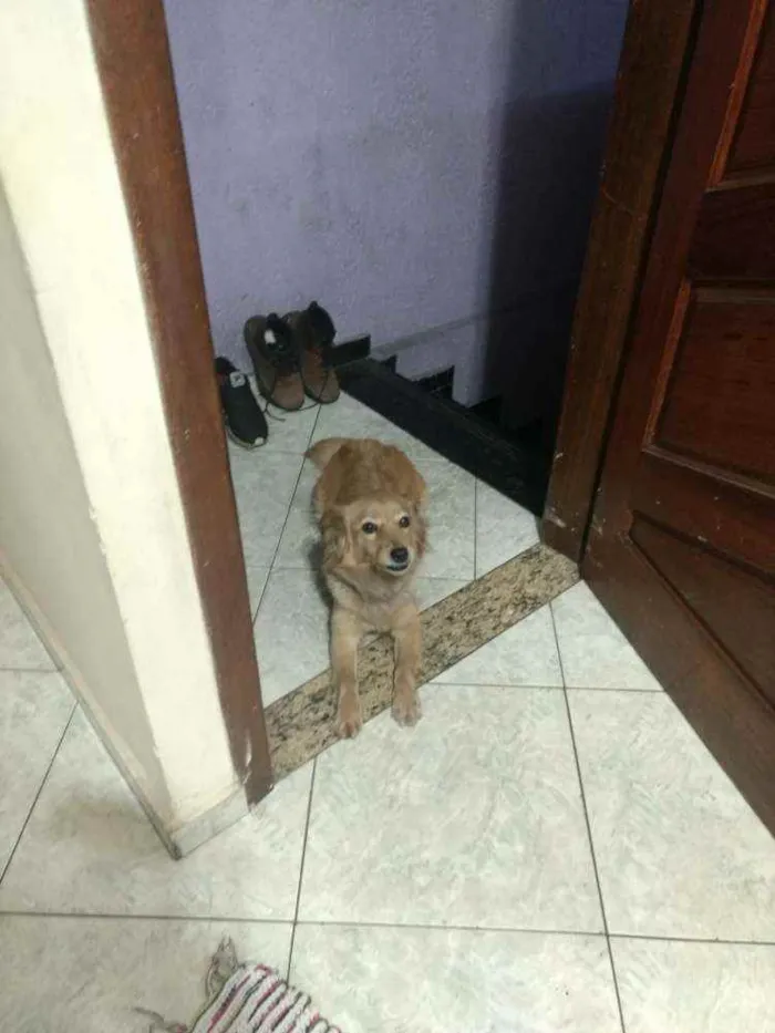 Cachorro raça Vira-lata idade 3 anos nome Lassie