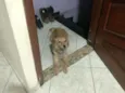 Lassie