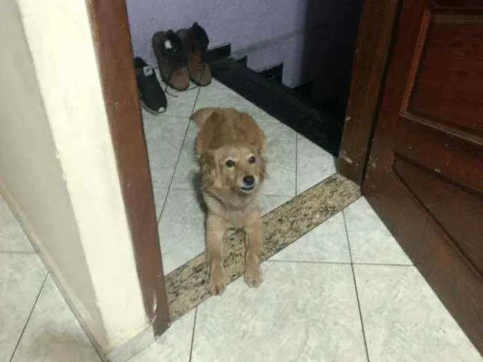 Cachorro raça Vira-lata idade 3 anos nome Lassie