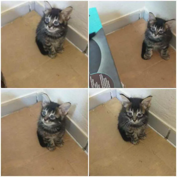 Gato raça Srd idade Abaixo de 2 meses nome Leonardo