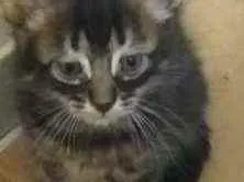 Gato raça Srd idade Abaixo de 2 meses nome Leonardo
