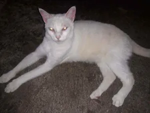 Gato raça Srd idade 7 a 11 meses nome Polaco