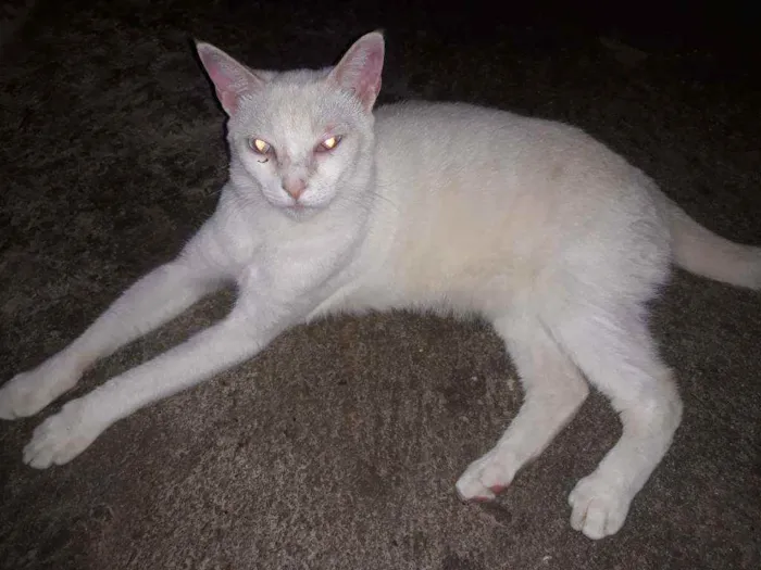 Gato ra a Srd idade 7 a 11 meses nome Polaco
