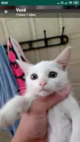 Gatos