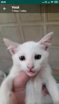 Gatos