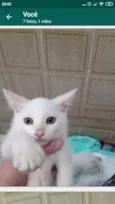 Gatos