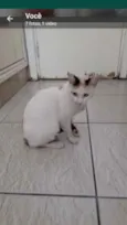 Gatos