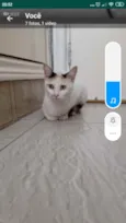Gatos