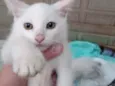 Gatos