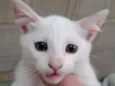 Gatos